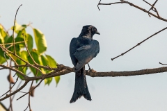 Fork-tailed Drongo [Dicrurus adsimilis fugax]