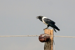 Pied Crow [Corvus albus]