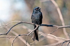 Fork-tailed Drongo [Dicrurus adsimilis apivorus]