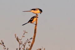 Southern Fiscal [Lanius collaris subcoronatus]