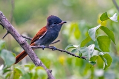 African Paradise Flycatcher [Terpsiphone viridis plumbeiceps]