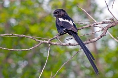 Magpie Shrike [Lanius melanoleucus expressus]