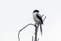Northern Fiscal [Lanius humeralis smithii]