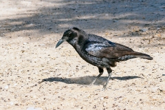 Cape Crow [Corvus capensis capensis]