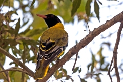 Black-headed Oriole [Oriolus larvatus larvatus]
