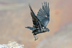 White-necked Raven [Corvus albicollis]