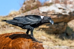 White-necked Raven [Corvus albicollis]