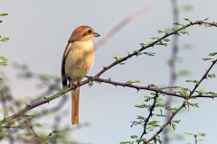 Red-tailed Shrike [Lanius phoenicuroides]