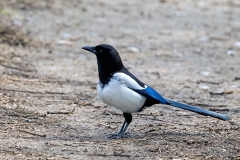 Eurasian Magpie [Pica pica pica]