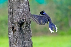 Plush-crested Jay [Cyanocorax chrysops chrysops]