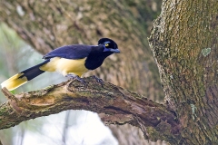Plush-crested Jay [Cyanocorax chrysops chrysops]