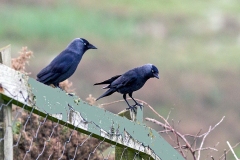 Western Jackdaw [Coloeus monedula spermologus]