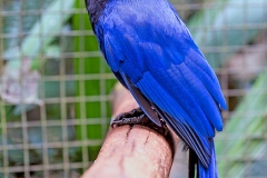 Azure Jay [Cyanocorax caeruleus]