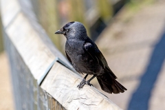 Western Jackdaw [Coloeus monedula spermologus]