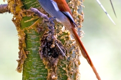 African Paradise Flycatcher [Terpsiphone viridis suahelica]