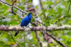 Turquoise Jay [Cyanolyca turcosa]