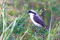 Grey-backed Fiscal [Lanius excubitoroides intercedens]