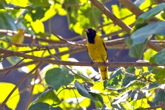 Mountain Oriole [Oriolus percivali]
