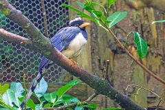 Red-billed Blue Magpie [Urocissa erythrorynchas]
