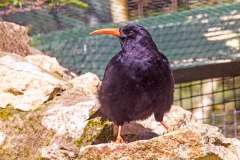 Red-billed Chough [Pyrrhocorax pyrrhocorax pyrrhocorax]