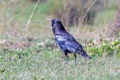 Cape Crow [Corvus capensis kordofanensis]