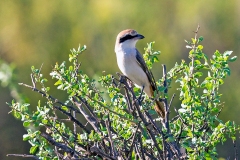 Red-tailed Shrike [Lanius phoenicuroides]