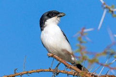 Taita Fiscal [Lanius dorsalis]