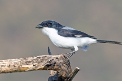 Taita Fiscal [Lanius dorsalis]