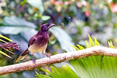 Brown Jay [Cyanocorax morio morio]