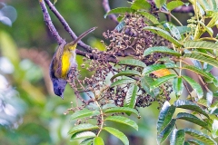 Black-and-yellow Phainoptila [Phainoptila melanoxantha melanoxantha]