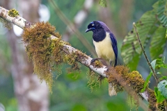 Black-chested Jay [Cyanocorax affinis zeledoni]