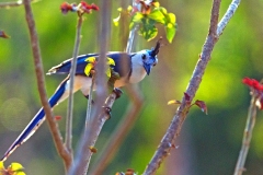 White-throated Magpie-Jay [Cyanocorax formosa pompata]