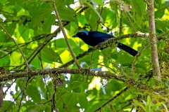 Azure-hooded Jay [Cyanolyca cucullata cucullata]
