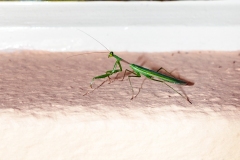 OTHER INSECTS