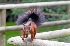Eurasian Red Squirrel [Sciurus vulgaris leucourus]