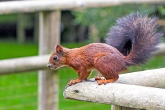 Eurasian Red Squirrel [Sciurus vulgaris leucourus]