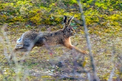 European Hare [Lepus europaeus]