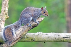 Eastern Gray Squirrel [Sciurus carolinensis]