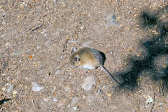 European Wood Mouse [Apodemus sylvaticus]
