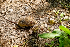European Wood Mouse [Apodemus sylvaticus]
