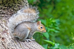 Eastern Gray Squirrel [Sciurus carolinensis]
