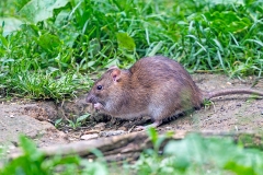 Brown Rat [Rattus norvegicus]
