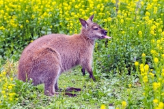 Red-necked Wallaby [Macropus rufogriseus]