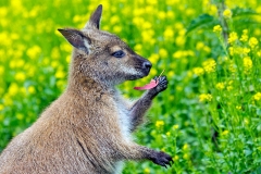 Red-necked Wallaby [Macropus rufogriseus]