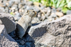 Sloggett's Vlei Rat [Mytomys sloggetti]