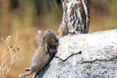 Common Degu [Octodon degu]