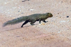 Black-striped Squirrel [Callosciurus nigrovittatus]
