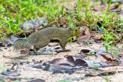 Black-striped Squirrel [Callosciurus nigrovittatus]