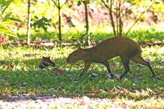 Central American Agouti [Dasyprocta punctata]