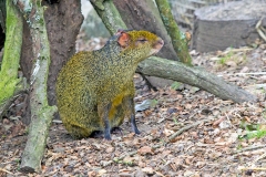 Azara's Agouti [Dasyprocta azarae]